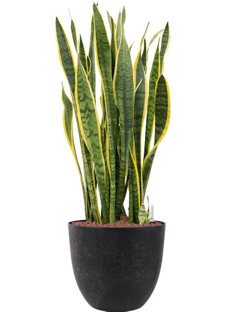 Sansevieria Trifasciata Laurentii Donica Artstone Hydroponika