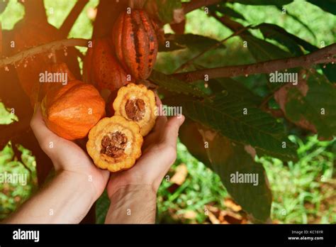 Farmer Hold Open Cacao Pod On Sunny Plantation Background Stock Photo