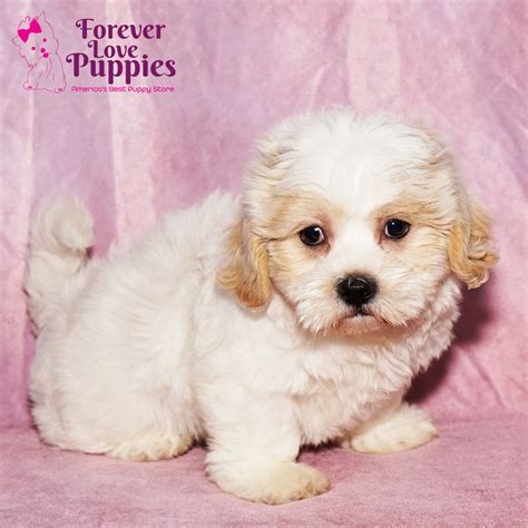 Teddy Bear Puppies for Sale | Forever Love Puppies