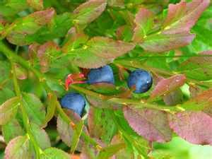 Bilberry | Healthy Plants