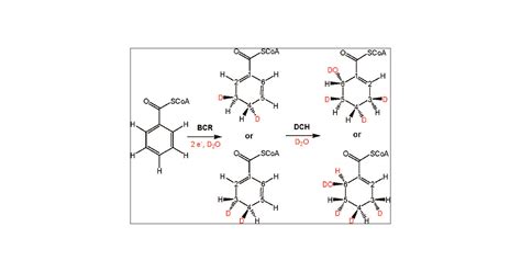 Mechanism Of Enzymatic Birch Reduction Stereochemical Course And