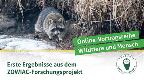 Djv Online Vortragsreihe Wildtiere Und Mensch Erste Ergebnisse Aus