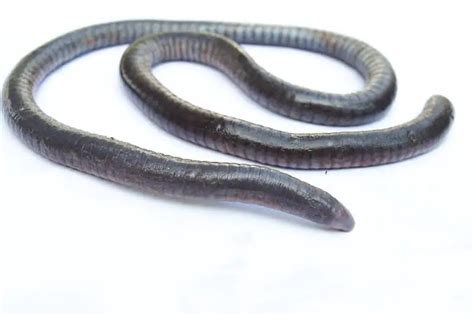 What Are Caecilians? – Worldwide Nature