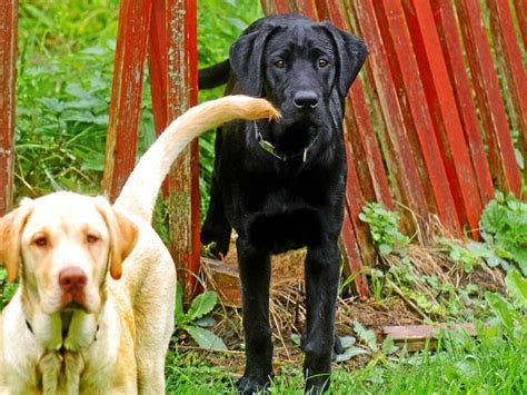 Unterschiede Bei Hundesteuer Zwischen Stadtilm Und Ortsteilen