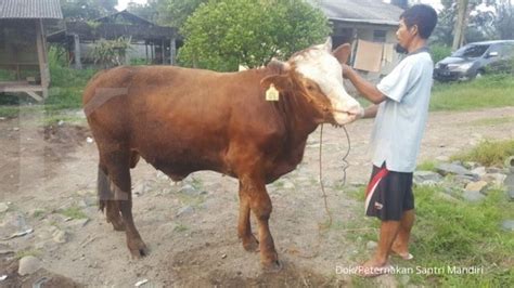 Harga Anak Sapi Limosin Betina - Tenak Sapi Blog