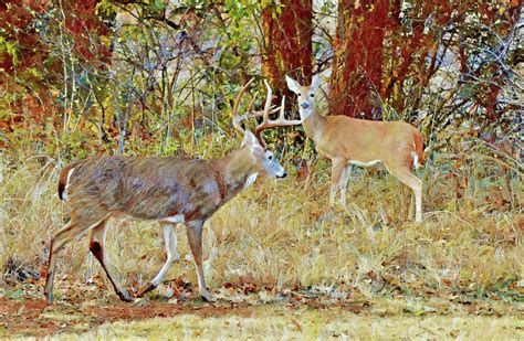 Deer Doe Checking Out the Buck Deer Digital Art by Gaby Ethington ...