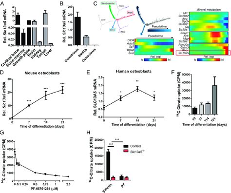 Osteoblast Slc13a5 Is Responsible For The Majority Of Citrate Uptake