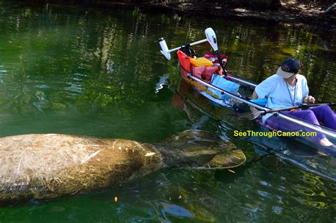 Crystal River & Three Sisters Springs Tours to See Manatees