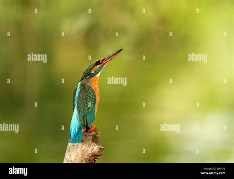 Kingfisher Sitting In The Branch And Watching On The Skypolandbug