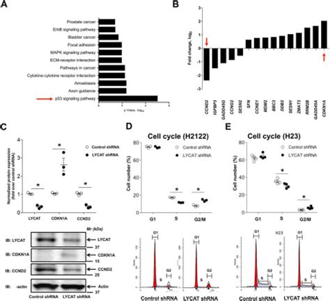 Lysocardiolipin Acyltransferase Regulates Nsclc Cell Proliferation And