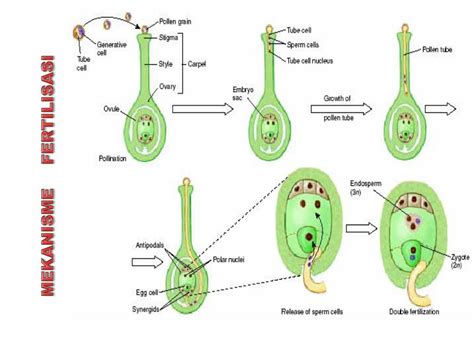 PPT - FERTILISASI / PEMBUAHAN PowerPoint Presentation, free download ...