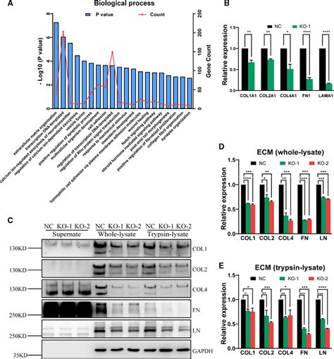 Slc A Depletion Impairs Extracellular Matrix Ecm Synthesis A