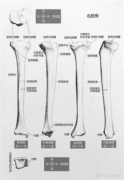 坚持学画：人体结构之骨骼部分——胫骨 知乎