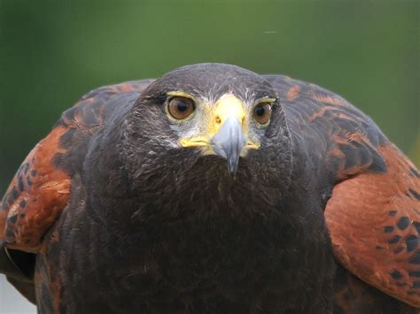 The Online Zoo - Harris's Hawk