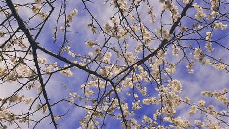 Bildet Tre Gren Blomstre Vinter Anlegg Himmel Sollys Blad