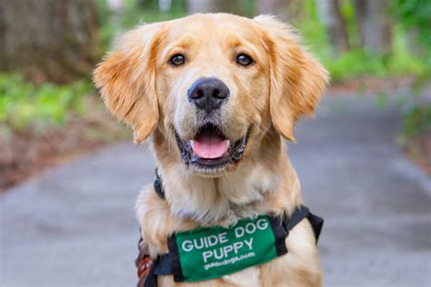 lets  announcing gdbs  puppy guide dogs   blind