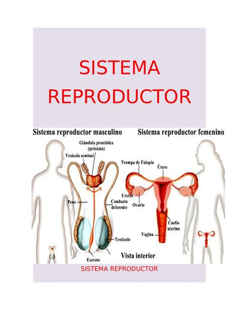 Sistema Reproductor Del Ser Humano