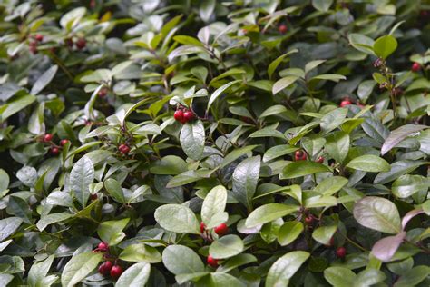 Wintergreen Plant Care And Growing Guide