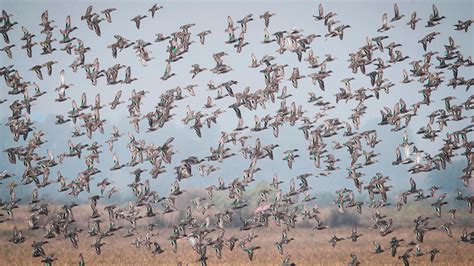 Punjab: 40,000 to 50,000 migratory birds arrive at Harike wetland