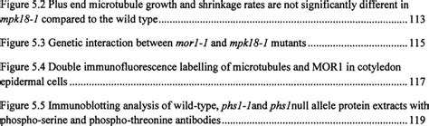 3 Genetic Interaction Between Mon I And Mpki8 I Mutants 115 4 Double