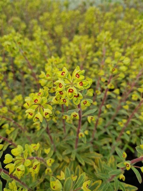 Euphorbia X Martinii Ascot Rainbow Proctors Nursery