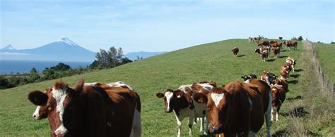 Bienestar animal Cursos en línea del Servicio Agrícola y Ganadero