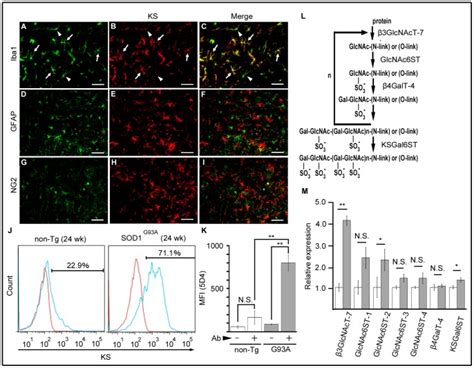 A I The Sod1g93a Mice Lumbar Spinal Cords At 18 Weeks Were Stained By Download Scientific