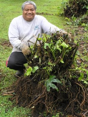 Piper Methysticum Useful Tropical Plants