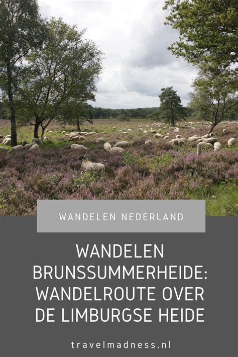 Wandelen Brunssummerheide Wandelroute Over De Limburgse Heide