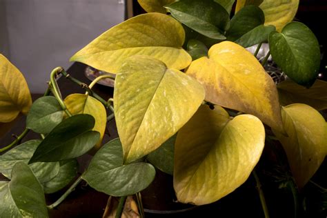 Full Guide On Plant Leaves Turning Yellow