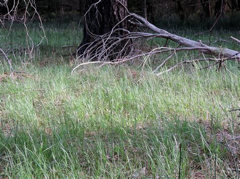 Grassy Yosemite Photograph By Eric Forster Fine Art America