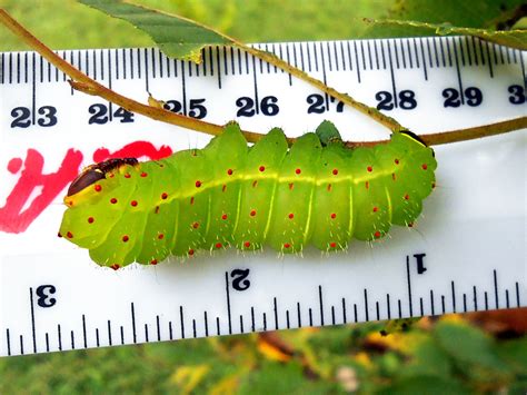 Luna Moth Caterpillar Size