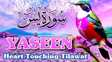 Surah Yasin Most Beautiful Tilawat Of Surah Yasin Yaseen Best Recitation Of