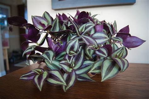 Wandering Jew Plant: Care and Growing Tips- Epic Gardening