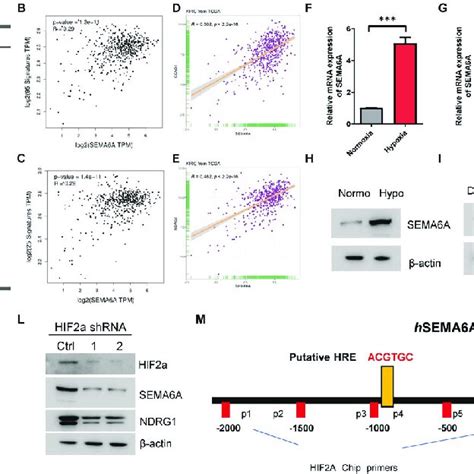 Identification Of The Potential Target Genes Of The Vhl Hif Axis In