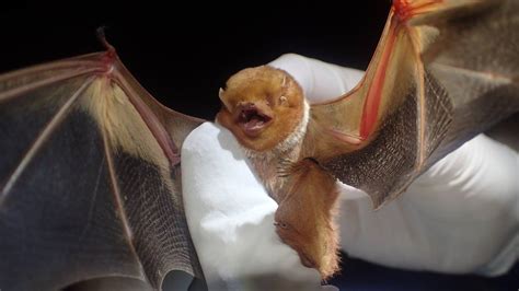 Nc Experts Try To Protect Endangered Bats In Covid Pandemic