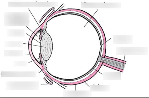 Eye Diagram Study Diagram | Quizlet