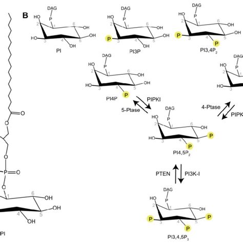 Schematic Representation Of The Phosphoinositides A Download Scientific Diagram