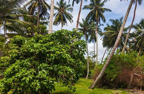 Beachfront Plot on Famous Ambalangoda Beach - South Lanka Realty