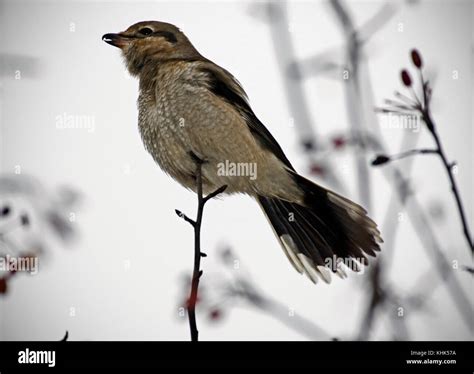 Northern Shrike Hi Res Stock Photography And Images Alamy