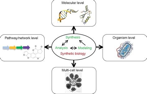 Figure 1 From Synthetic Biology Putting Synthesis Into Biology