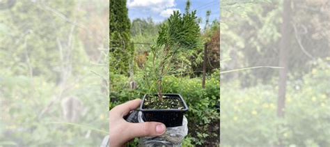 Туя шаровидная даника купить в Нижнем Новгороде | Товары для дома и ...