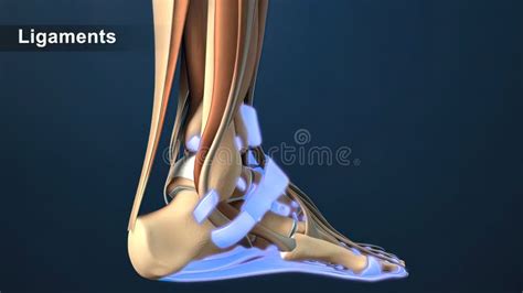 Torn Ligament Or Tendon In The Foot Stock Illustration Illustration