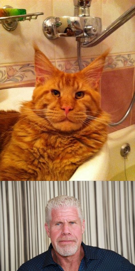 I found Ron Perlman's cat : r/memes