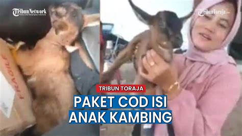 Pesanan Nyeleneh Kurir Paket Antar Anak Kambing Ke Customer Tuai Ragam