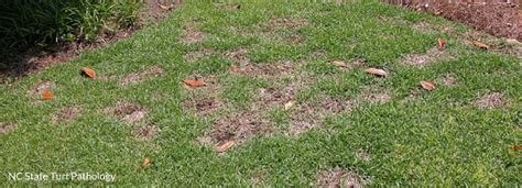 Dollar Spot Lawn Disease Milorganite