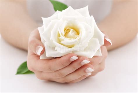 Woman S Hands With White Rose Stock Image Image Of Hand Focus