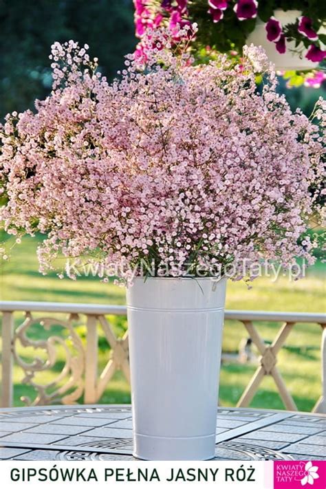 Gips Wka Gypsophila Repens Pink Wedding Jasny R Kwiaty Naszego Taty