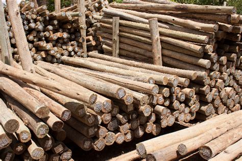 Thatching Company That Sells Wooden Timber Cca Treated Gum Poles And