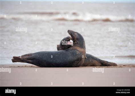 Grey Seals Hi Res Stock Photography And Images Alamy